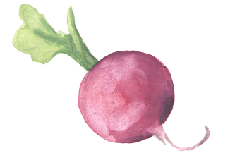 A watercolor image of a beet.