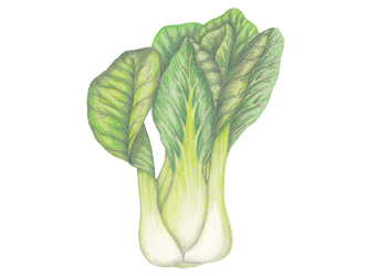 A watercolor image of bok choy.