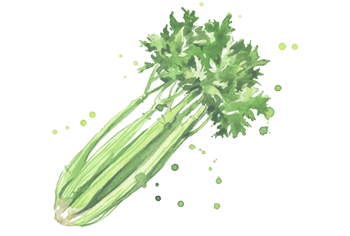 A watercolor image of celery.