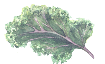 A watercolor image of kale.