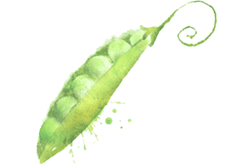 A watercolor image of a pea pod.