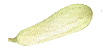 A watercolor image of a zucchini.